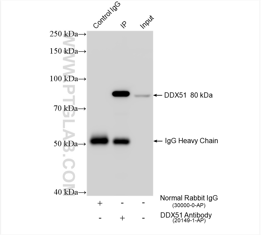 Immunoprecipitation (IP) experiment of K-562 cells using DDX51 Polyclonal antibody (20149-1-AP)