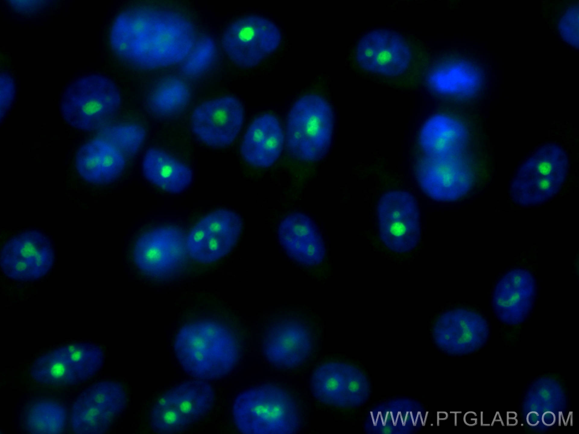 Immunofluorescence (IF) / fluorescent staining of PC-3 cells using CoraLite® Plus 488-conjugated DDX54 Monoclonal ant (CL488-66664)