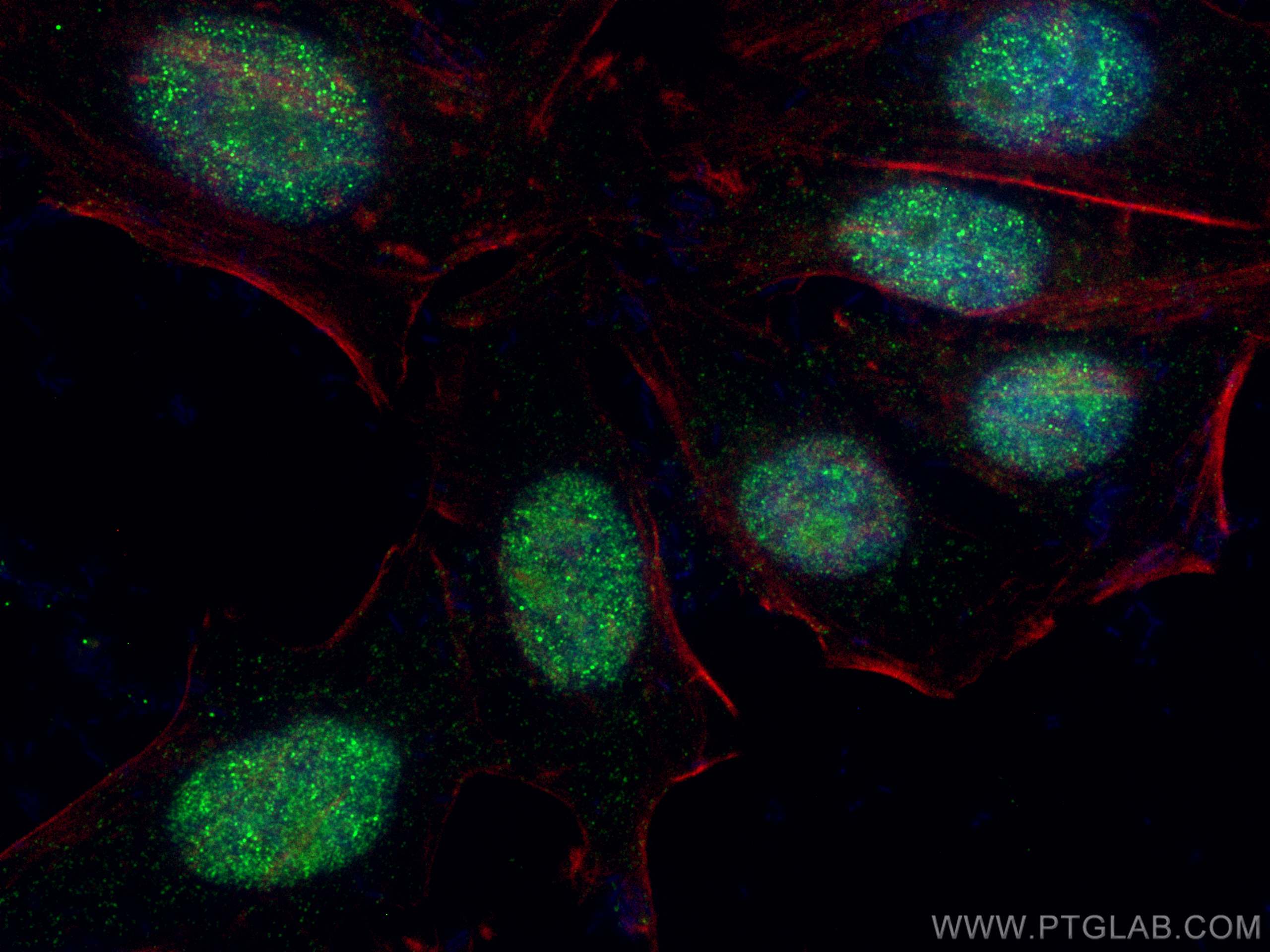 Immunofluorescence (IF) / fluorescent staining of HepG2 cells using DEK Monoclonal antibody (66194-1-Ig)