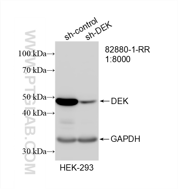 Western Blot (WB) analysis of HEK-293 cells using DEK Recombinant antibody (82880-1-RR)