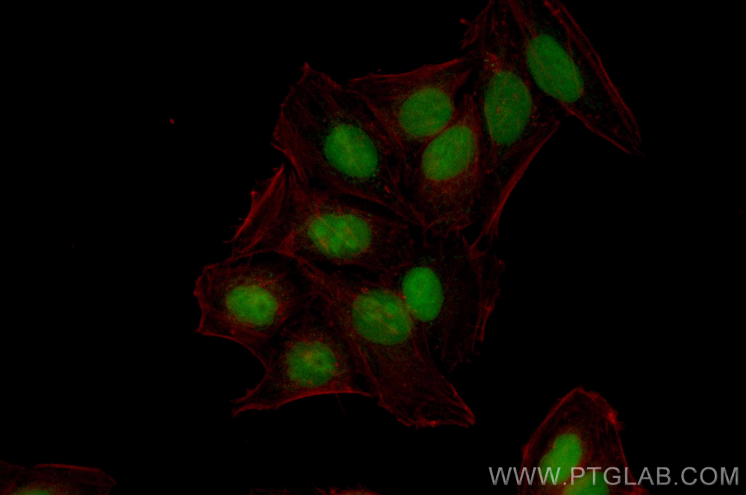 Immunofluorescence (IF) / fluorescent staining of HepG2 cells using CoraLite® Plus 488-conjugated DEK Recombinant anti (CL488-82880)