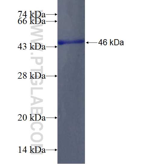 DENND4A fusion protein Ag24568 SDS-PAGE