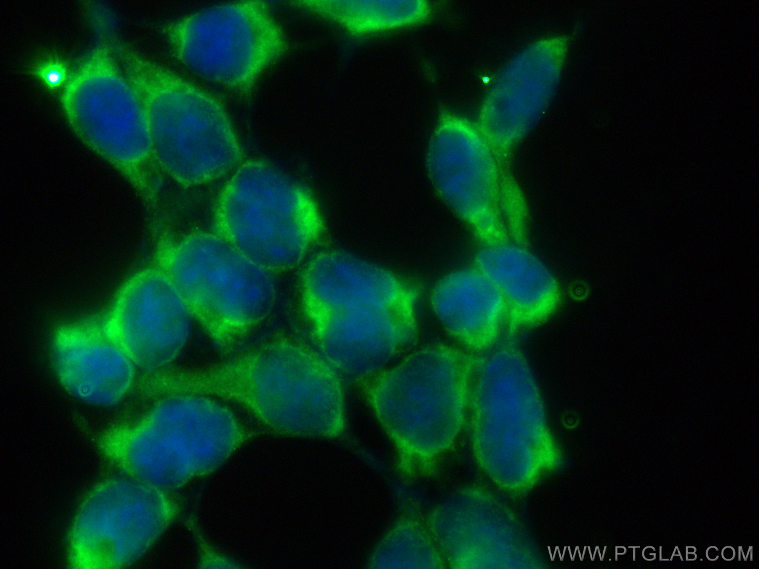 Immunofluorescence (IF) / fluorescent staining of HEK-293 cells using CoraLite® Plus 488-conjugated DENR Polyclonal anti (CL488-10656)