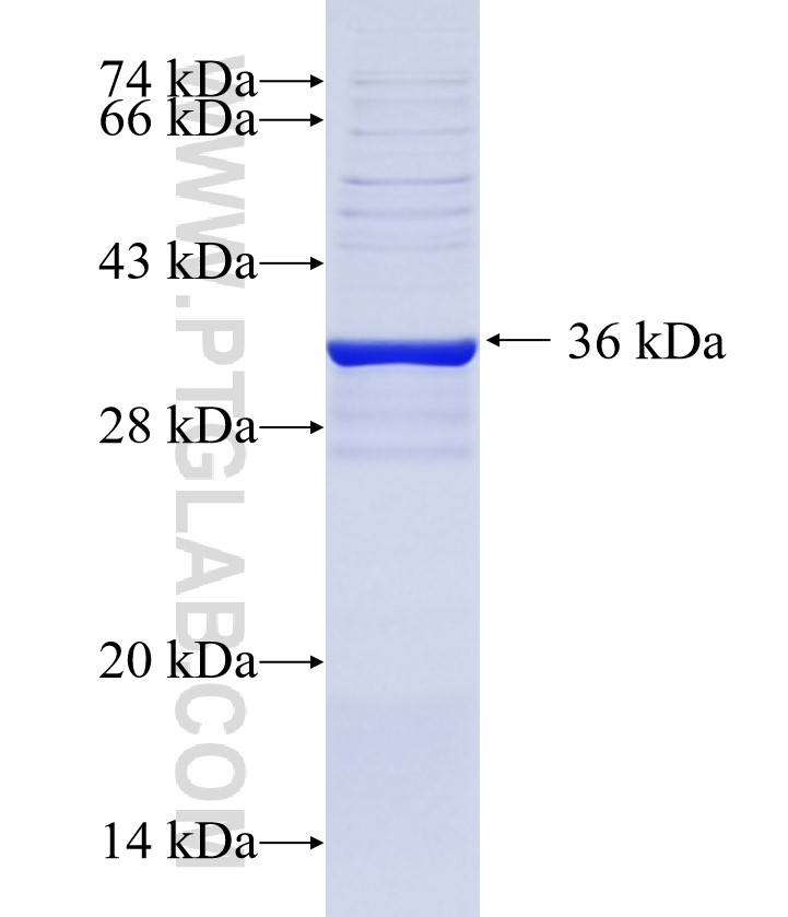 DFNA5 fusion protein Ag35186 SDS-PAGE