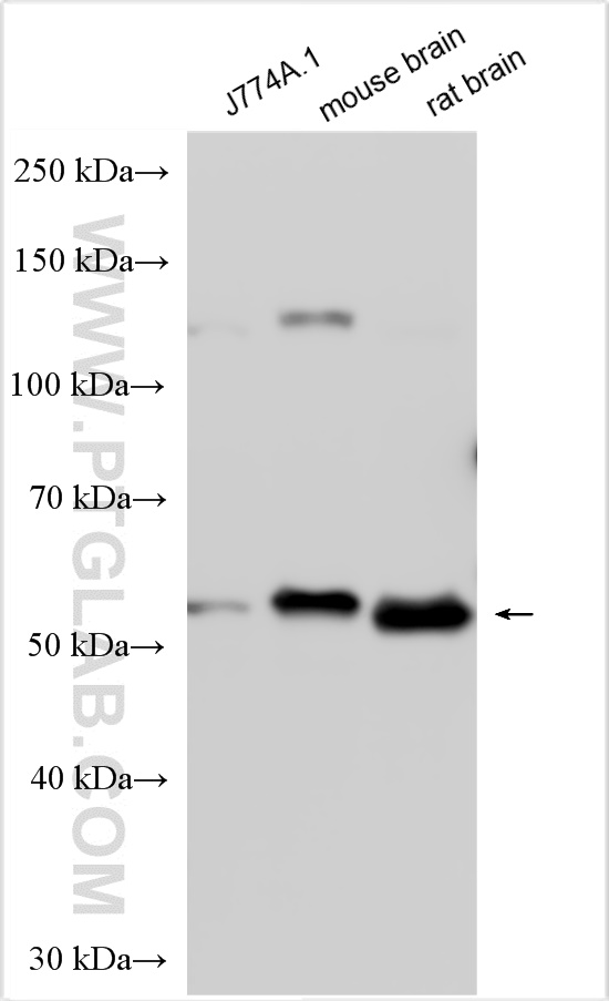 Western Blot (WB) analysis of various lysates using DFNA5/GSDME Polyclonal antibody (30696-1-AP)