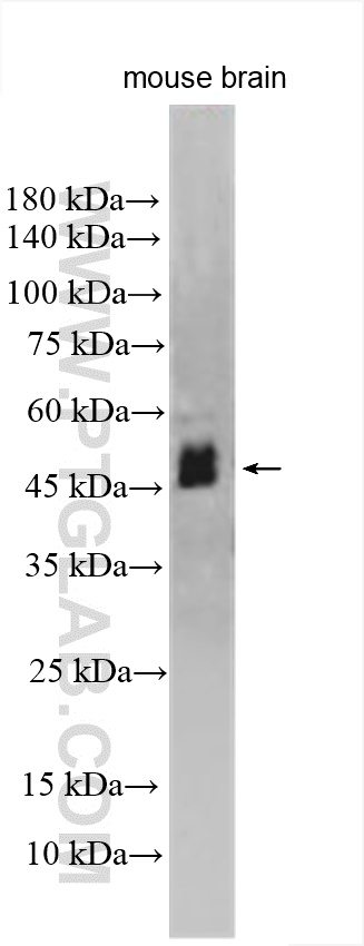 Western Blot (WB) analysis of mouse brain tissue using DFNA5/GSDME Polyclonal antibody (31363-1-AP)