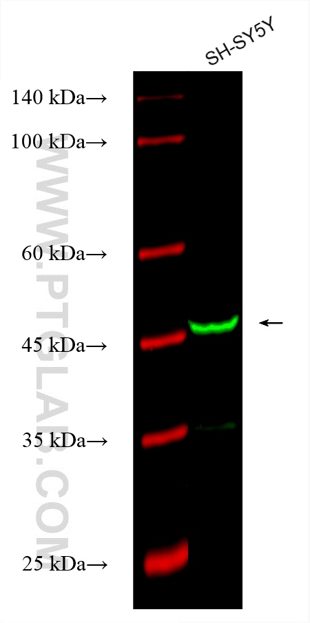 Western Blot (WB) analysis of various lysates using CoraLite® Plus 488-conjugated DFNA5/GSDME Monoclon (CL488-67731)