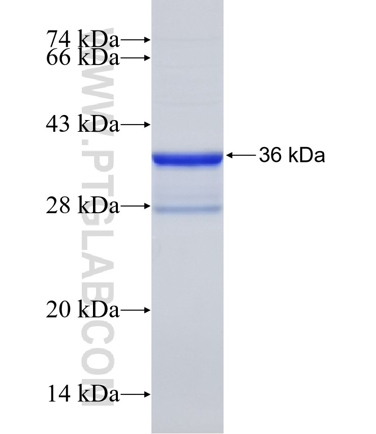 DGAT1 fusion protein Ag32717 SDS-PAGE