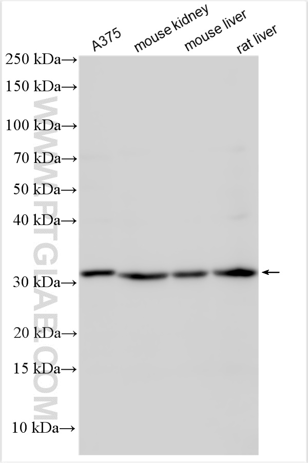 Western Blot (WB) analysis of various lysates using DHRS3 Polyclonal antibody (15393-1-AP)