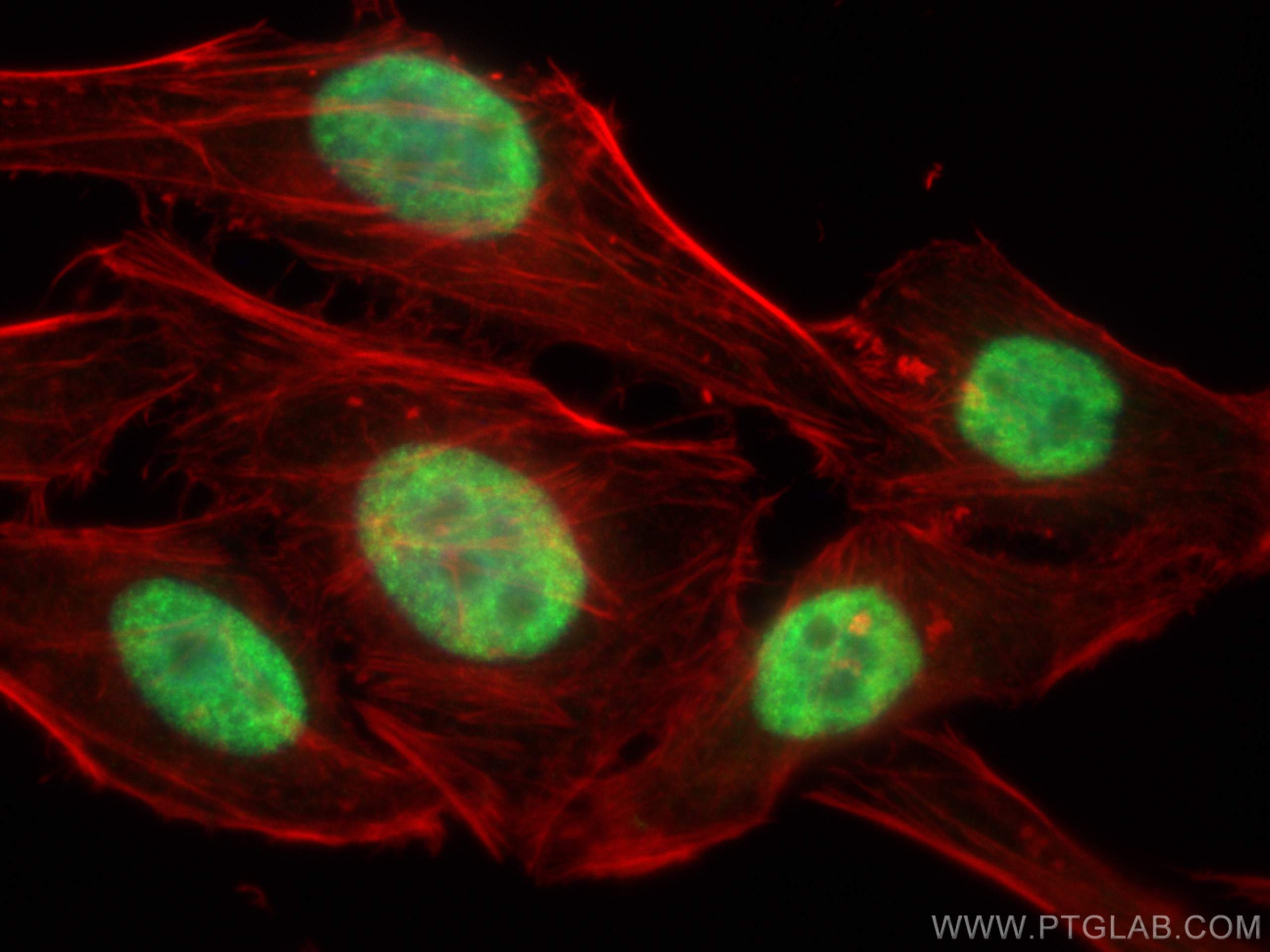 Immunofluorescence (IF) / fluorescent staining of HepG2 cells using DHX9 Polyclonal antibody (17721-1-AP)