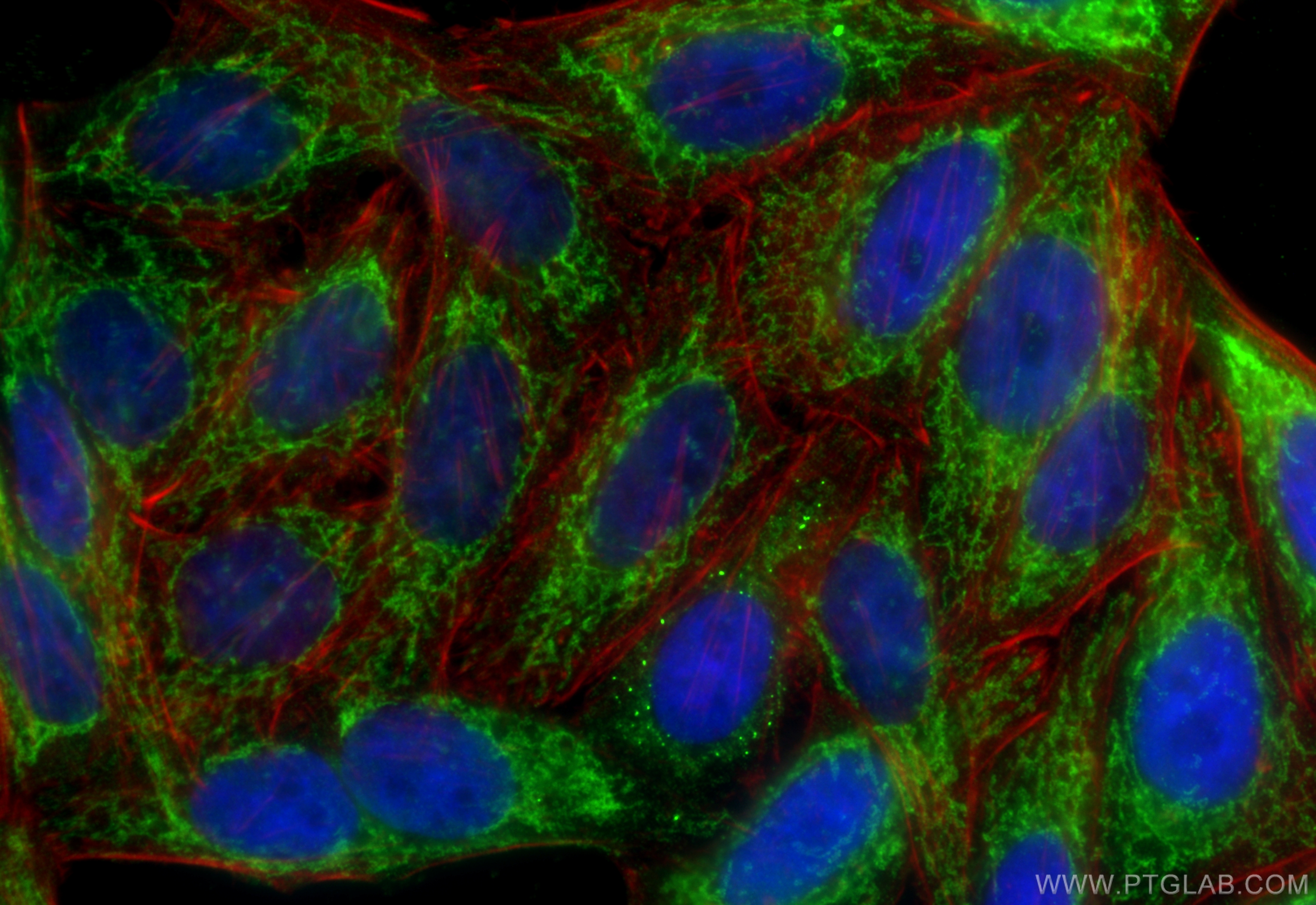 Immunofluorescence (IF) / fluorescent staining of HepG2 cells using Smac/DIABLO Monoclonal antibody (68480-1-Ig)