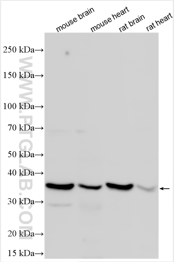 Western Blot (WB) analysis of various lysates using DKK1 Polyclonal antibody (21112-1-AP)