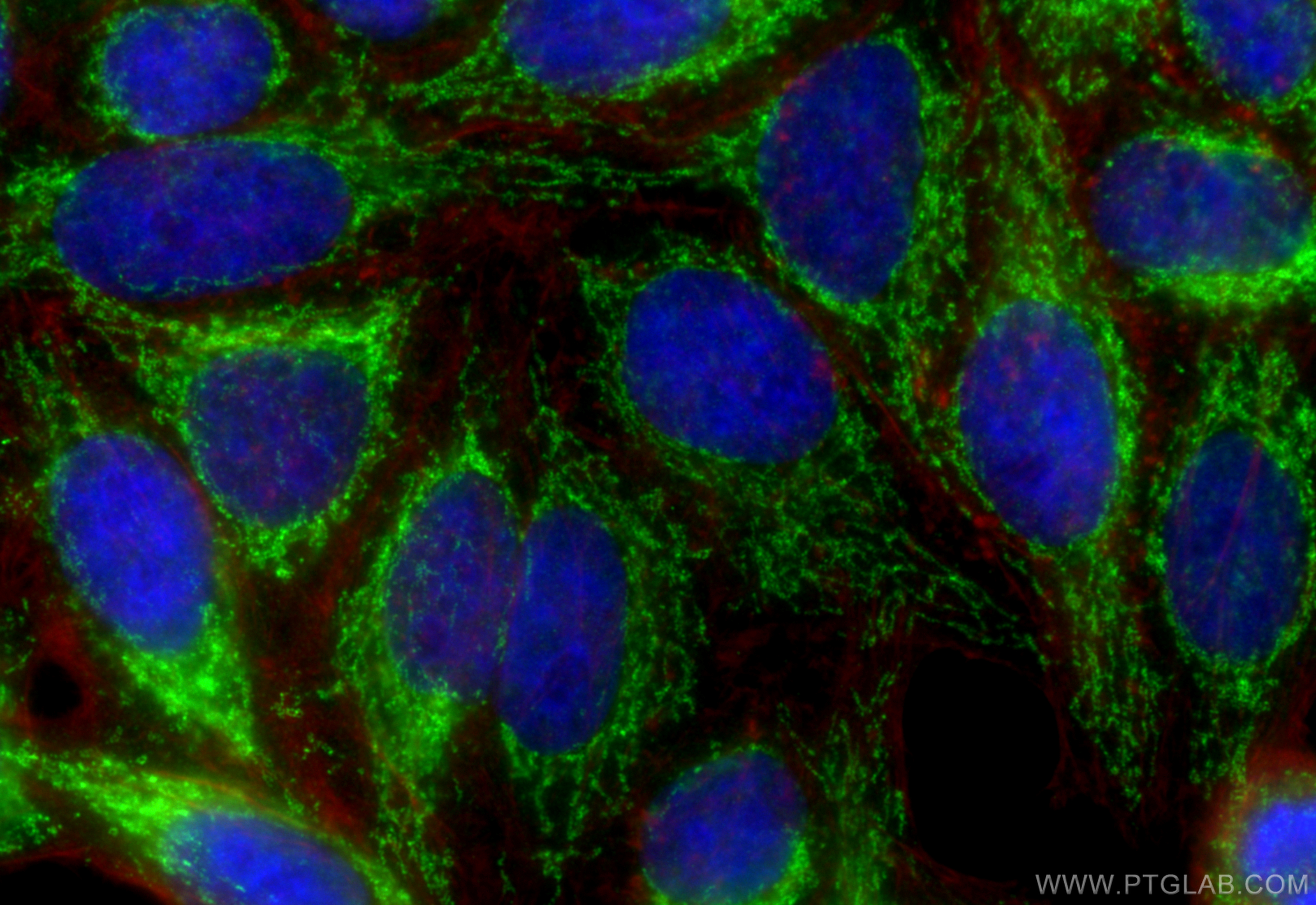 Immunofluorescence (IF) / fluorescent staining of HepG2 cells using DLAT Polyclonal antibody (13426-1-AP)