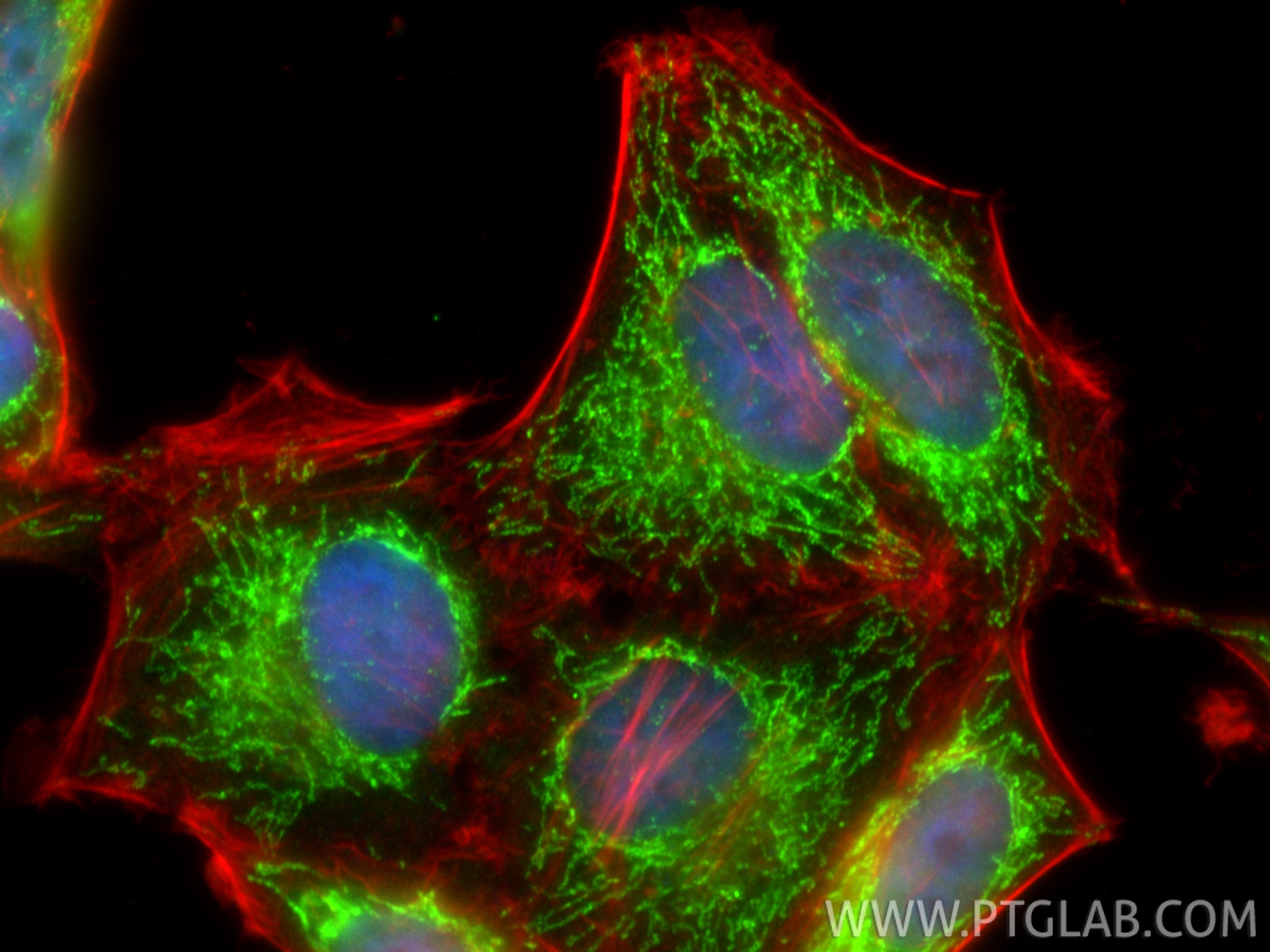 Immunofluorescence (IF) / fluorescent staining of HepG2 cells using DLAT Polyclonal antibody (13426-1-AP)