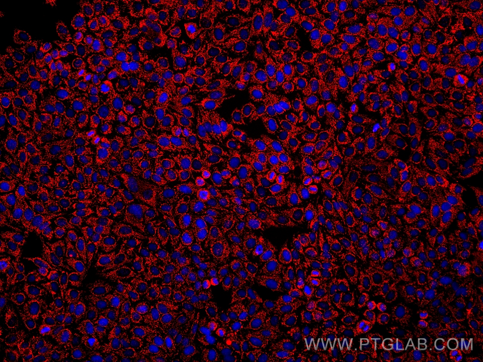 Immunofluorescence (IF) / fluorescent staining of HepG2 cells using DLAT Monoclonal antibody (68303-1-Ig)