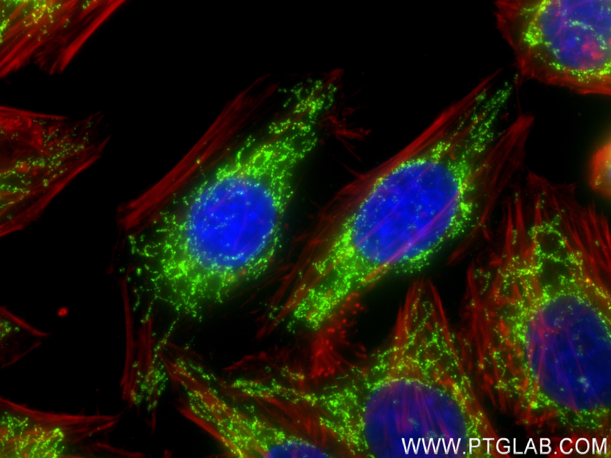 Immunofluorescence (IF) / fluorescent staining of HepG2 cells using DLAT Recombinant antibody (83654-3-RR)