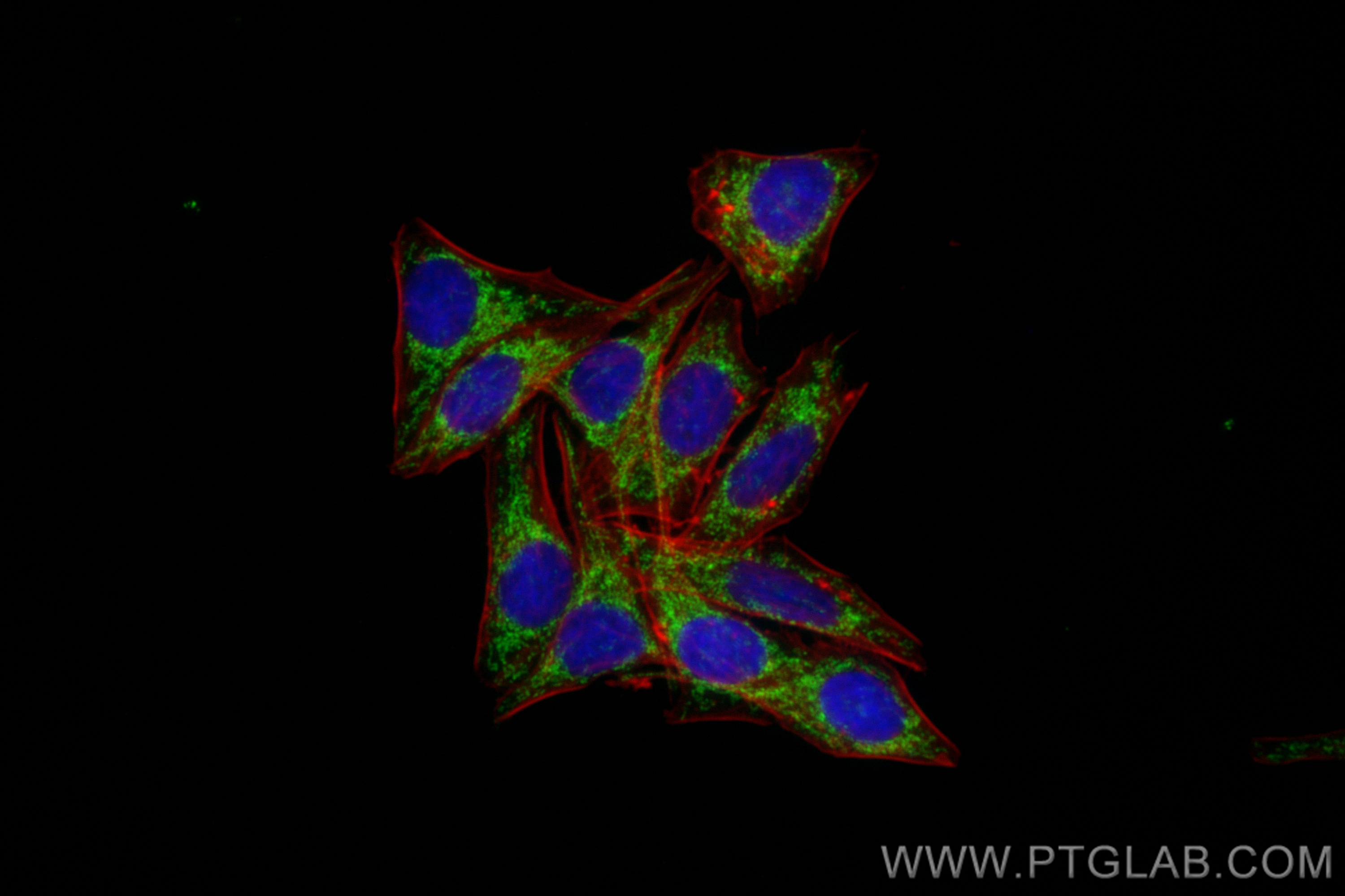 Immunofluorescence (IF) / fluorescent staining of HepG2 cells using CoraLite® Plus 488-conjugated DLAT Recombinant ant (CL488-83654-3)