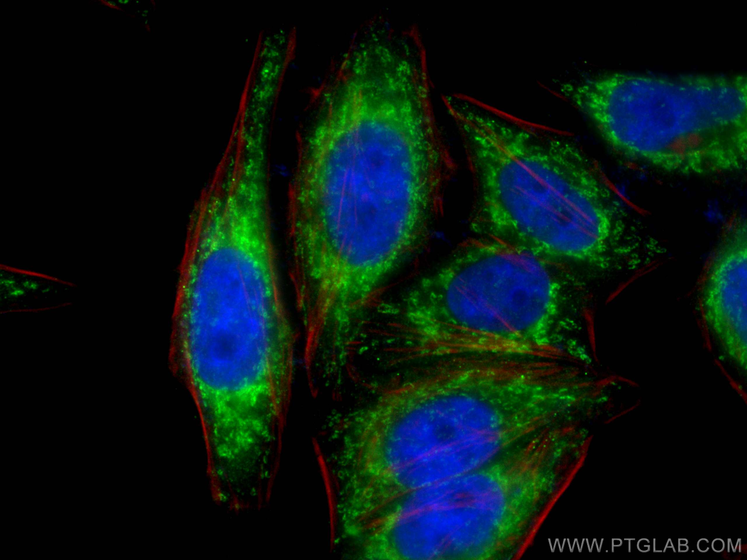 Immunofluorescence (IF) / fluorescent staining of HepG2 cells using DLD Polyclonal antibody (16431-1-AP)