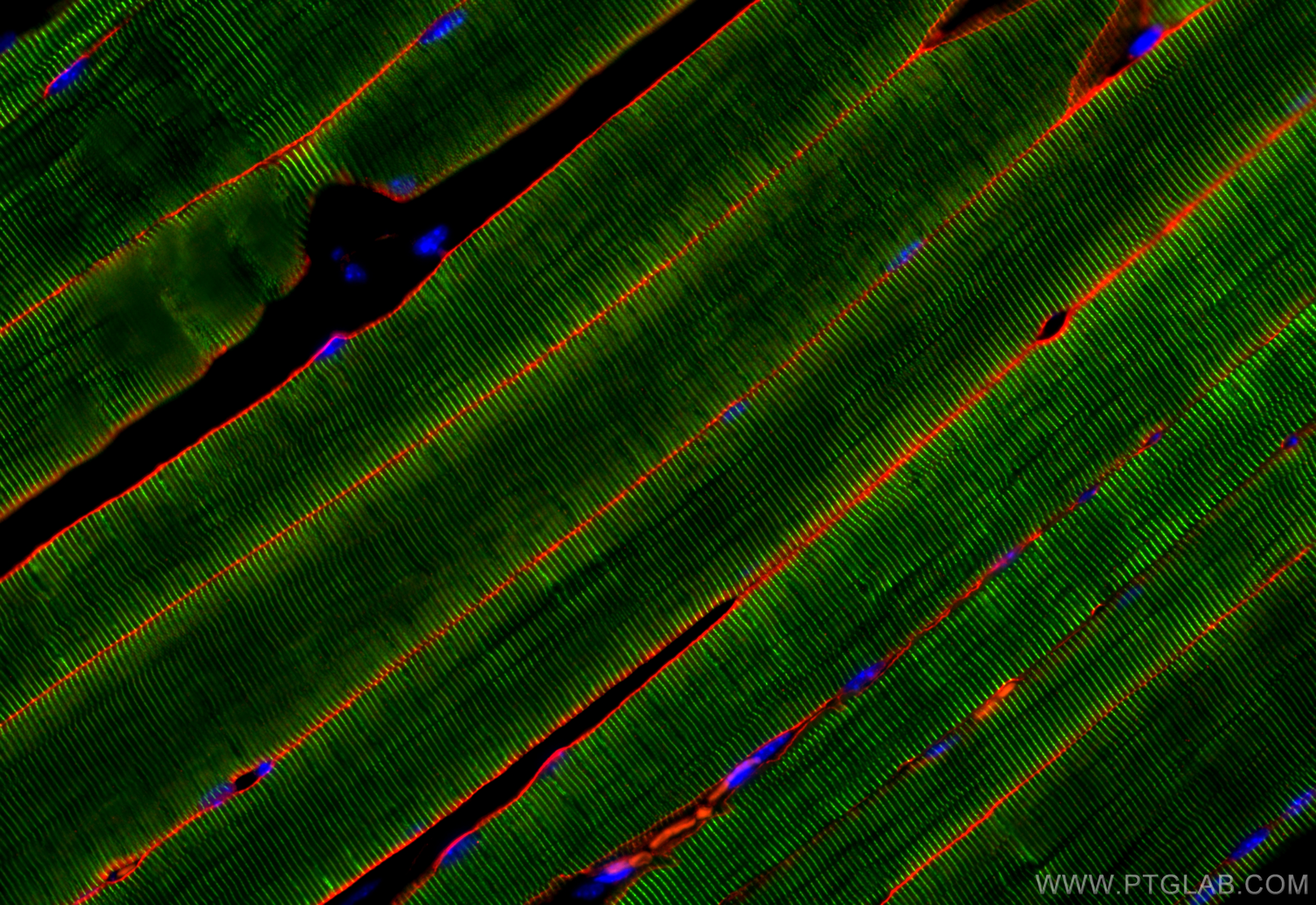 Immunofluorescence (IF) / fluorescent staining of mouse skeletal muscle tissue using Dystrophin Polyclonal antibody (12715-1-AP)