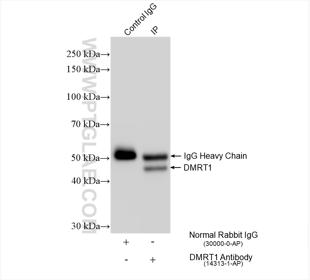 Immunoprecipitation (IP) experiment of mouse testis tissue using DMRT1 Polyclonal antibody (14313-1-AP)