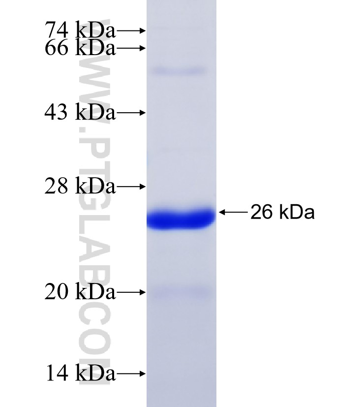 DMRT1 fusion protein Ag28015 SDS-PAGE