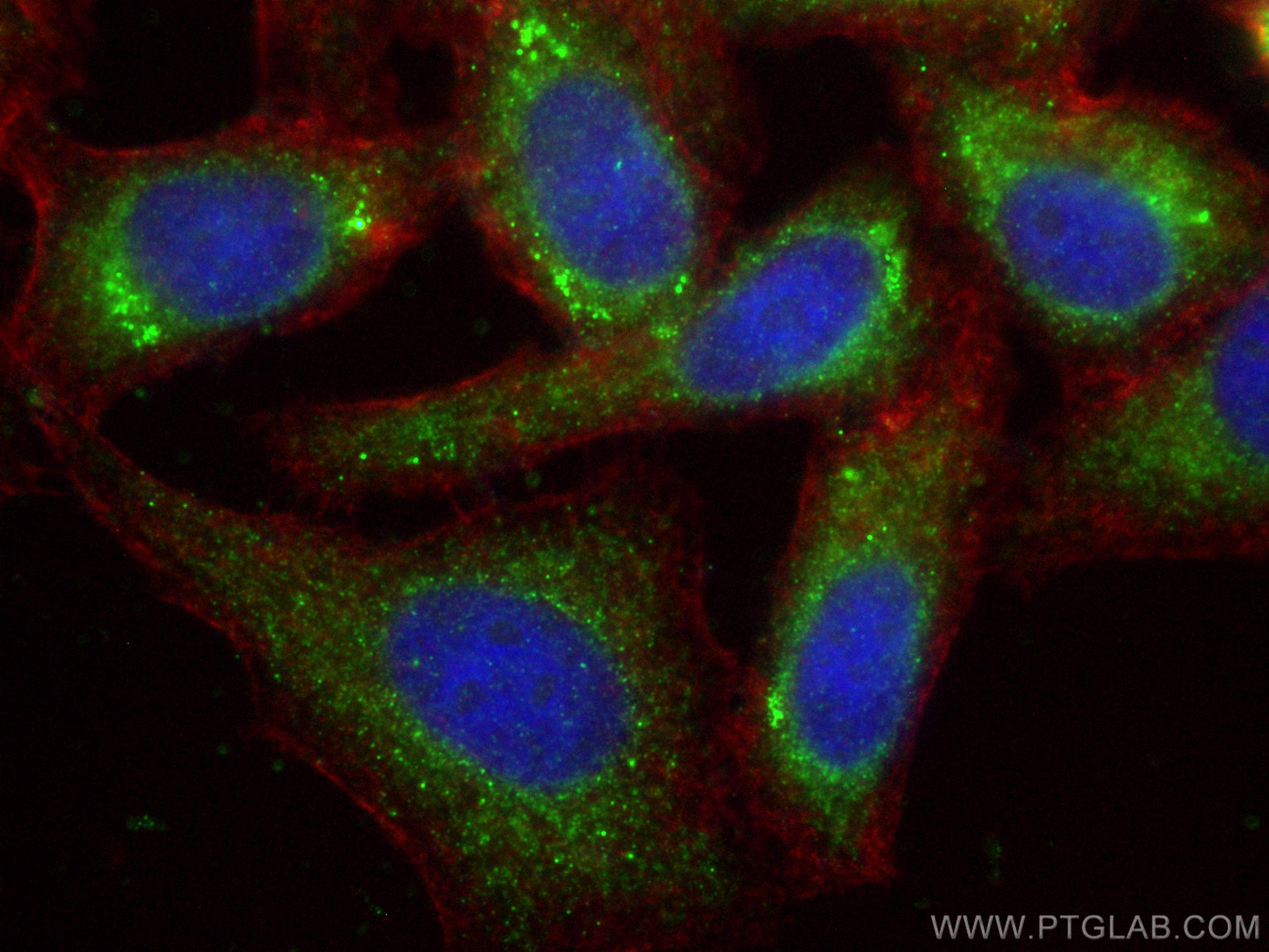 Immunofluorescence (IF) / fluorescent staining of HepG2 cells using DNAH5 Polyclonal antibody (31079-1-AP)