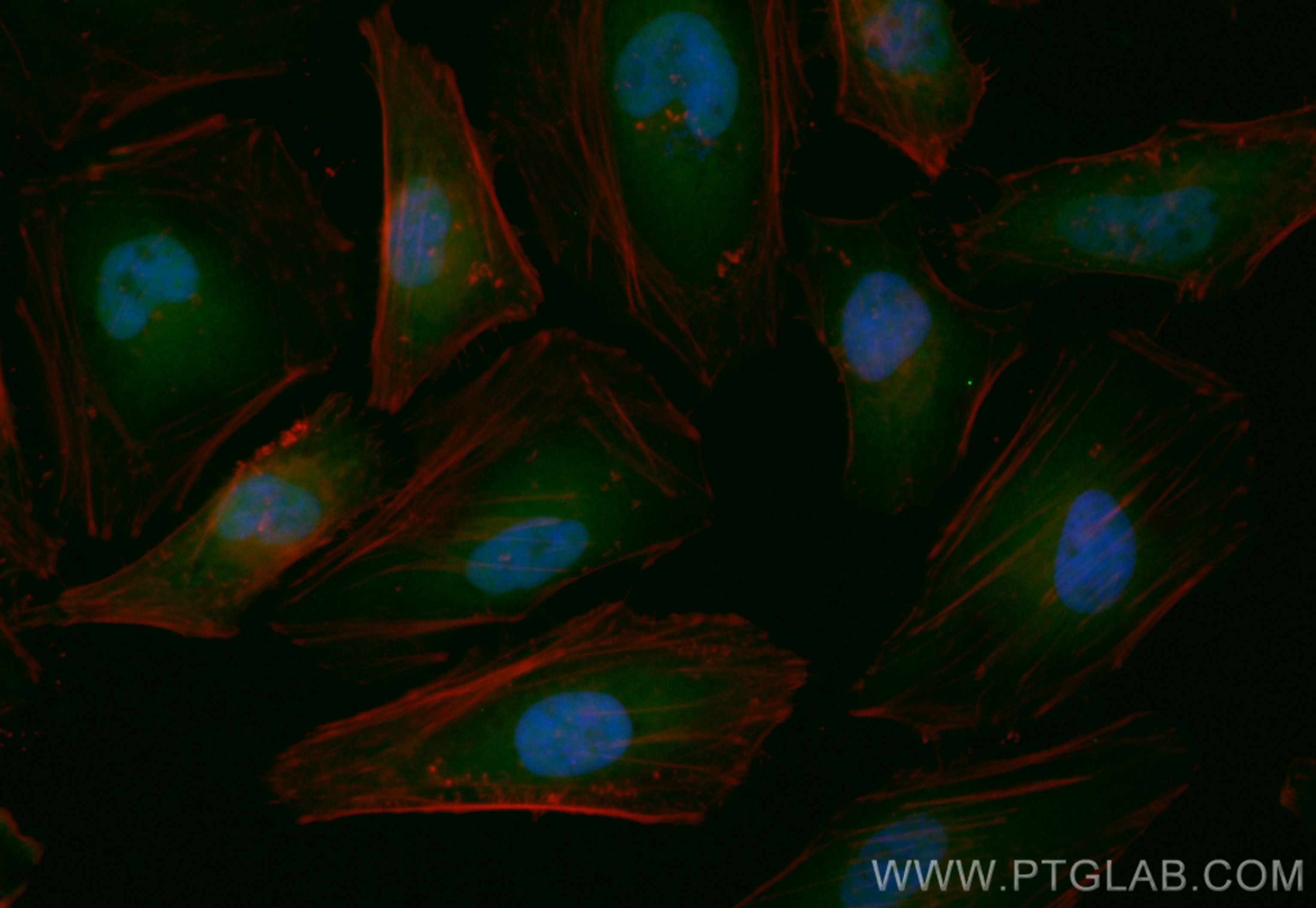 Immunofluorescence (IF) / fluorescent staining of HeLa cells using CoraLite® Plus 488-conjugated DNAJB1 Polyclonal an (CL488-13174)