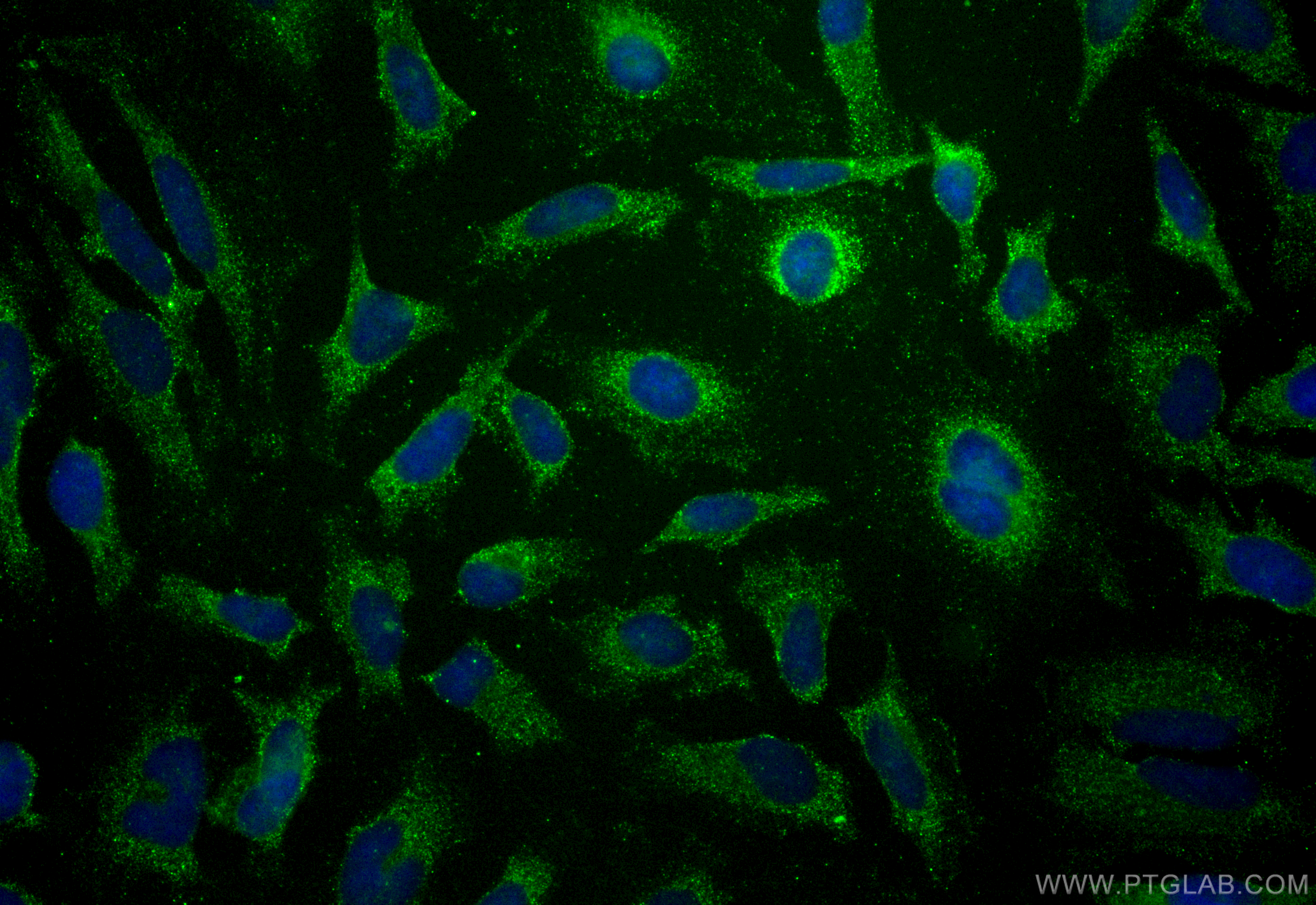 Immunofluorescence (IF) / fluorescent staining of HeLa cells using CoraLite® Plus 488-conjugated DNAJB1 Monoclonal an (CL488-67422)