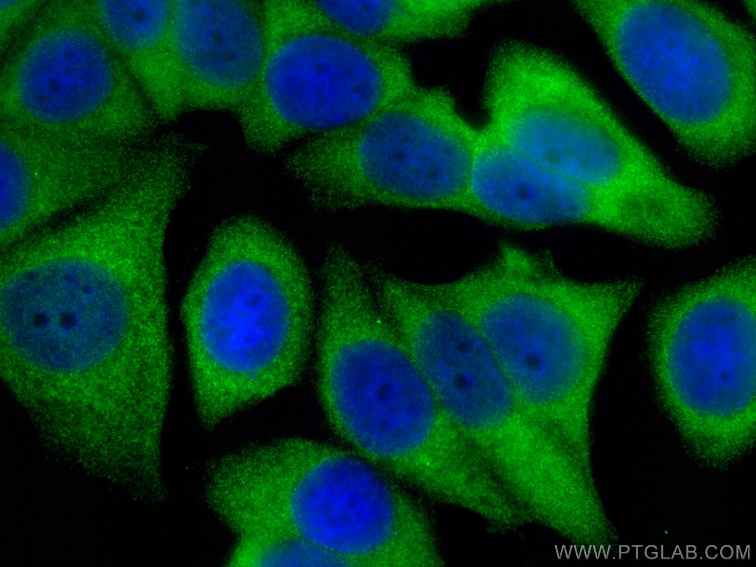 Immunofluorescence (IF) / fluorescent staining of MCF-7 cells using DNAJB4 Polyclonal antibody (13064-1-AP)