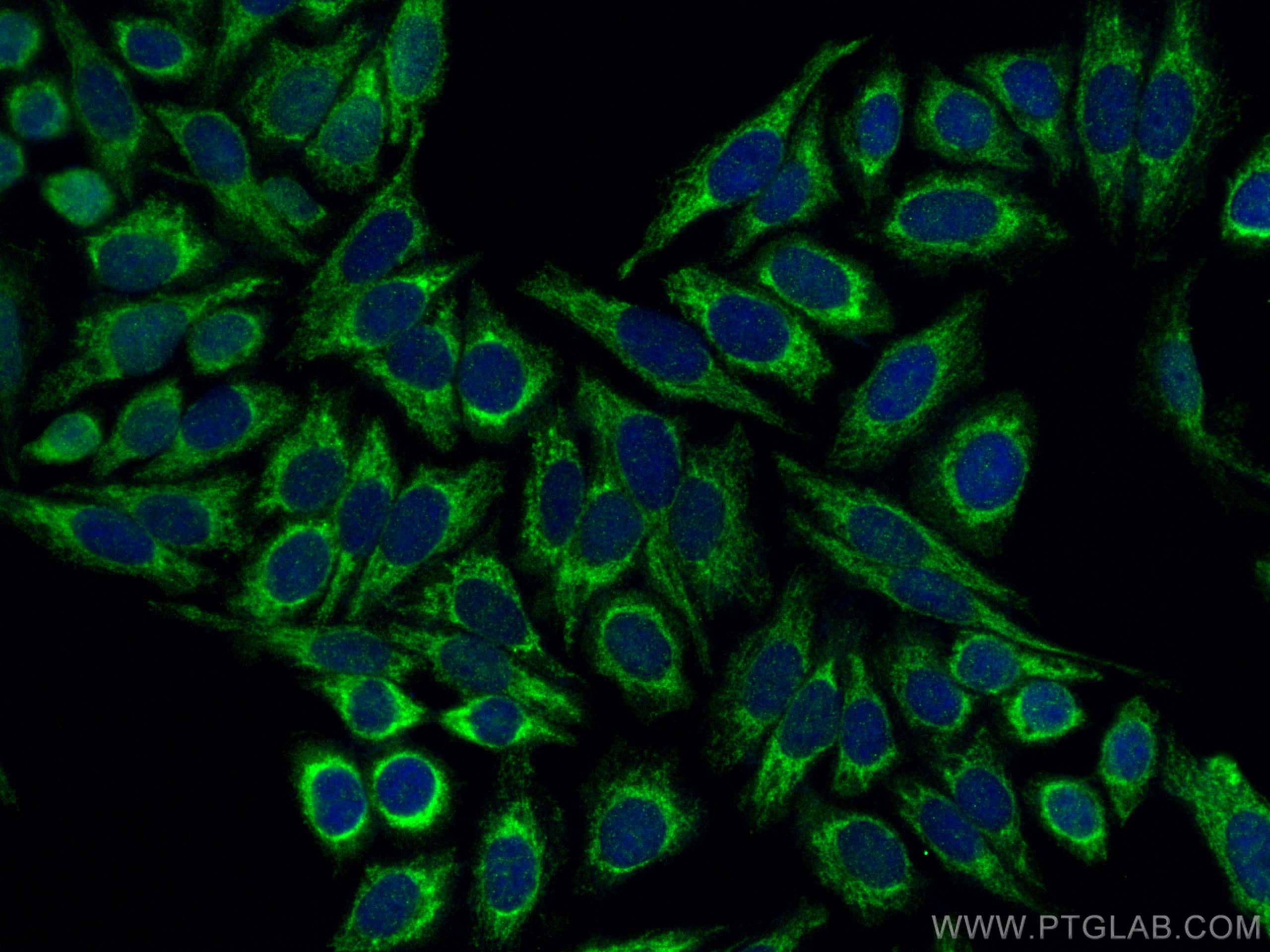 Immunofluorescence (IF) / fluorescent staining of HepG2 cells using DNAJC19 Polyclonal antibody (12096-1-AP)