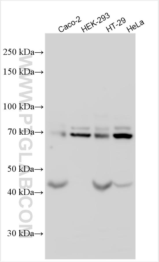 Western Blot (WB) analysis of various lysates using DNAJC2/MPP11 Polyclonal antibody (11971-1-AP)