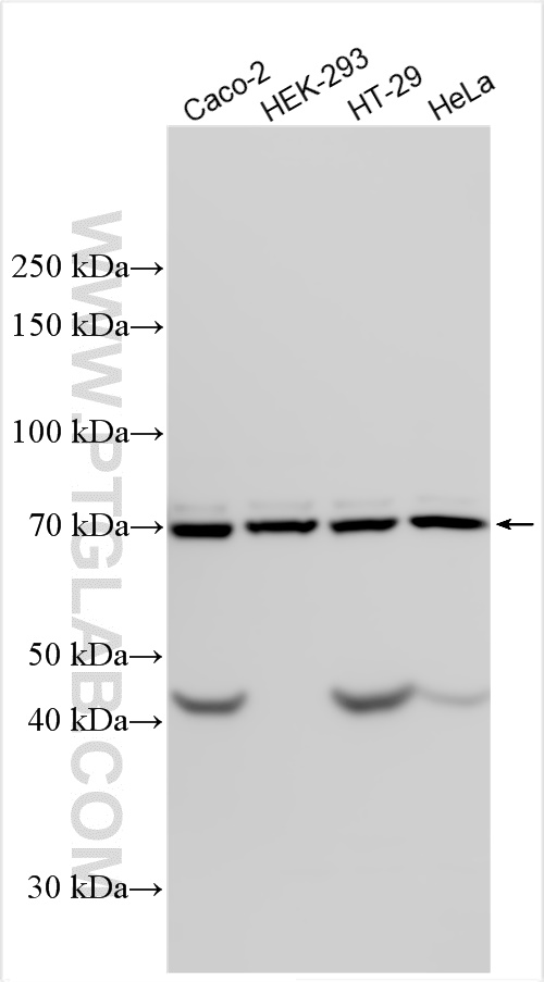 Western Blot (WB) analysis of various lysates using DNAJC2/MPP11 Polyclonal antibody (11971-1-AP)