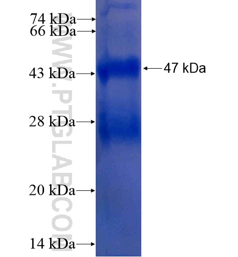 DNAJC5G fusion protein Ag11748 SDS-PAGE