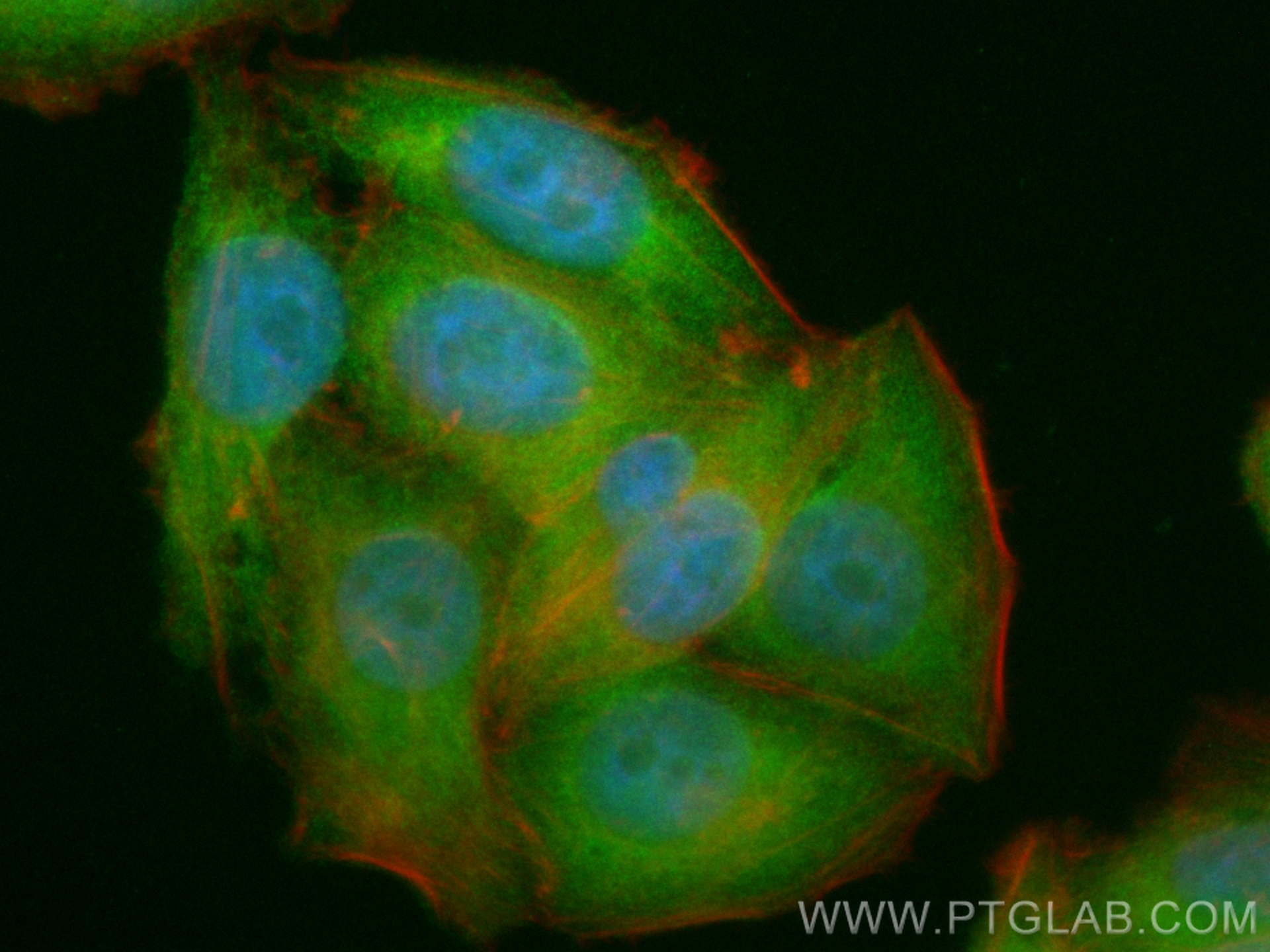 Immunofluorescence (IF) / fluorescent staining of HepG2 cells using CoraLite® Plus 488-conjugated DNAJC7 Polyclonal an (CL488-11090)