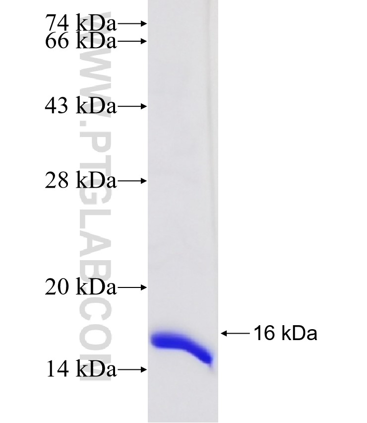 DNAL4 fusion protein Ag33305 SDS-PAGE