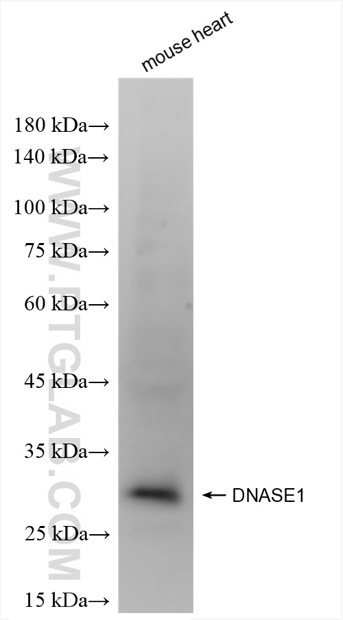 Western Blot (WB) analysis of mouse heart tissue using DNase I Recombinant antibody (83337-6-RR)