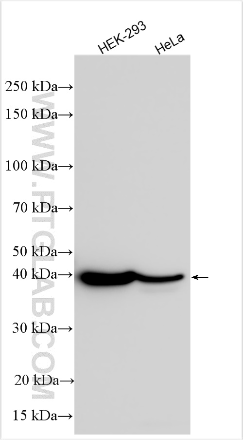 Western Blot (WB) analysis of various lysates using DNASE2 Polyclonal antibody (15934-1-AP)