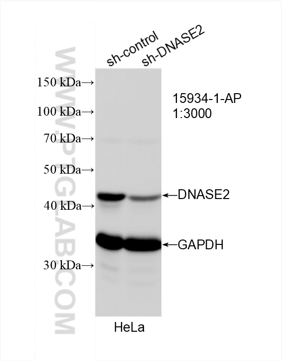 Western Blot (WB) analysis of HeLa cells using DNASE2 Polyclonal antibody (15934-1-AP)