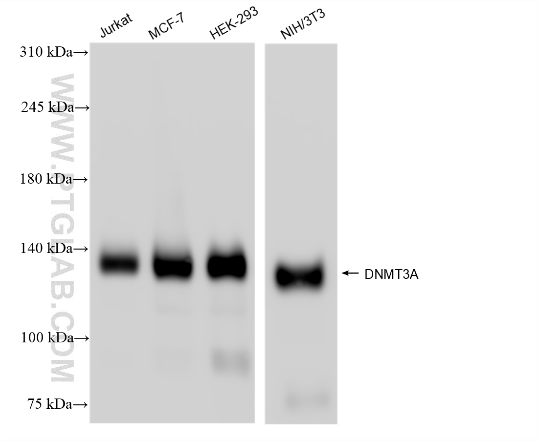 Western Blot (WB) analysis of various lysates using DNMT3A Recombinant antibody (81474-5-RR)