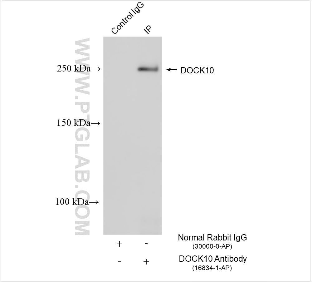 Immunoprecipitation (IP) experiment of HeLa cells using DOCK10 Polyclonal antibody (16834-1-AP)