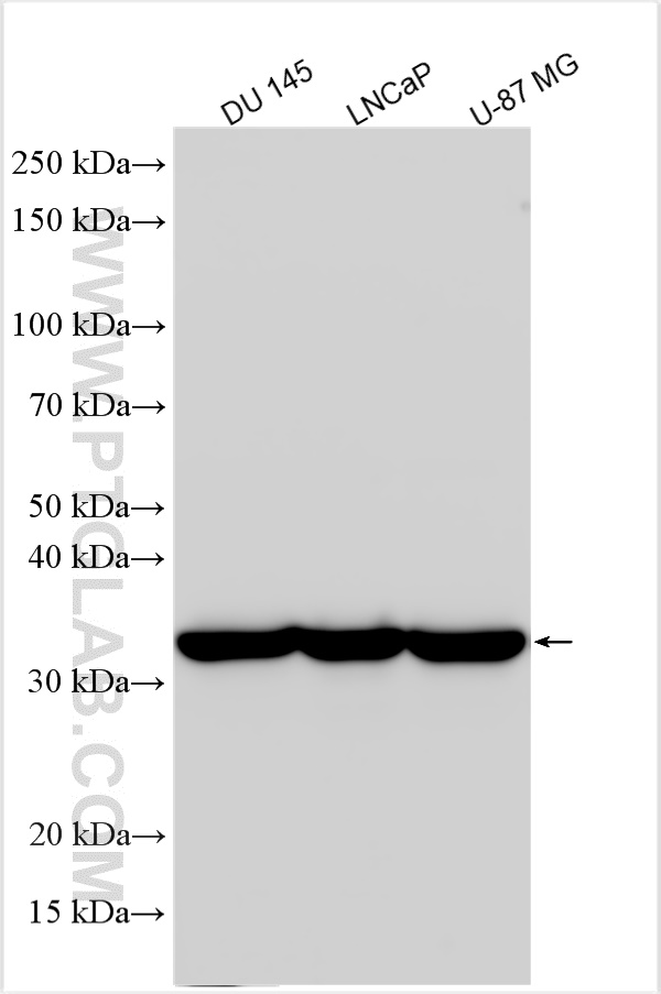 Western Blot (WB) analysis of various lysates using DOHH Polyclonal antibody (18226-1-AP)