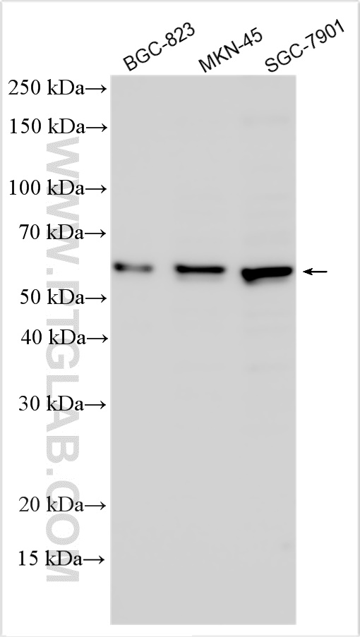 Western Blot (WB) analysis of various lysates using DPCR1 Polyclonal antibody (31420-1-AP)