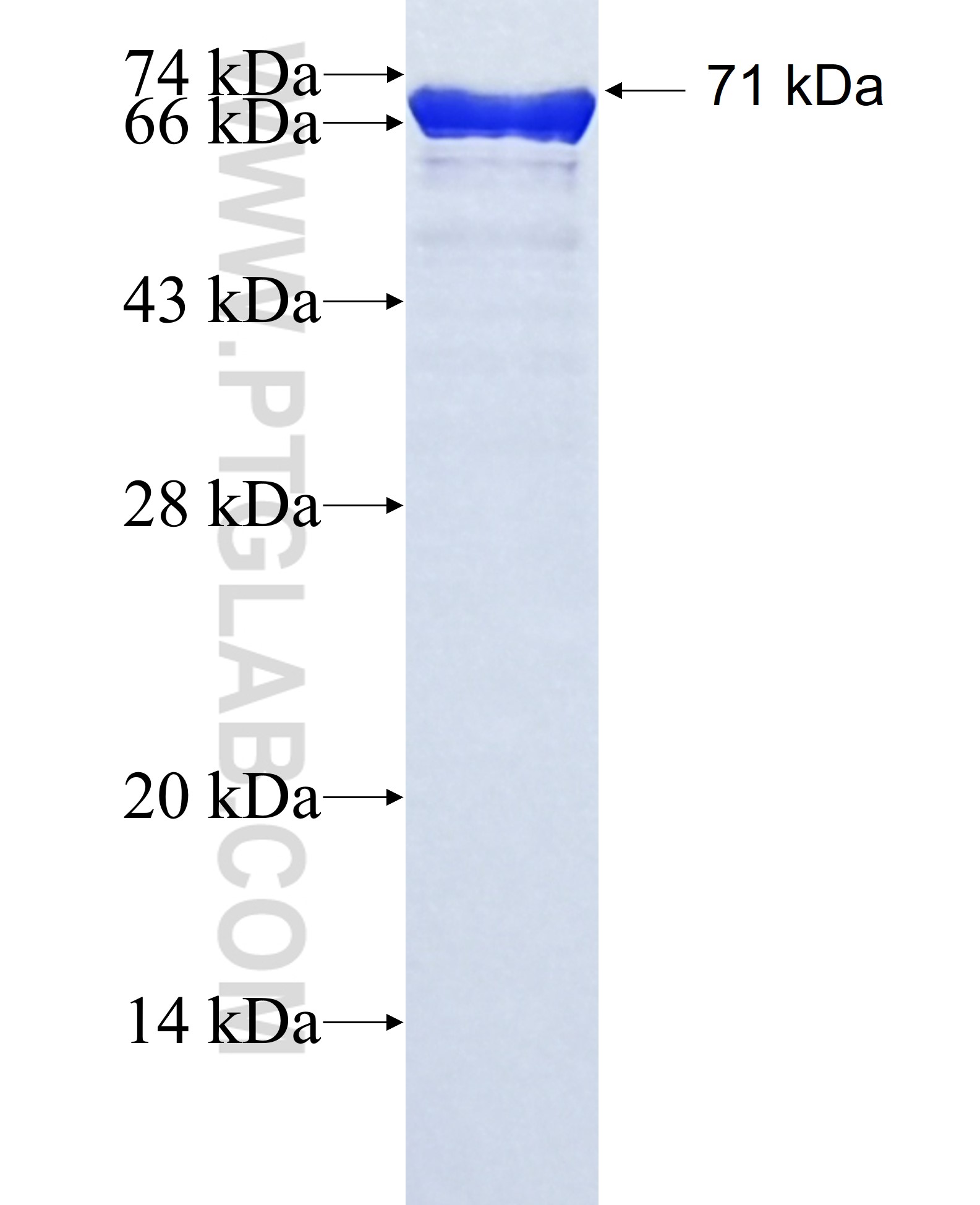 DPCR1 fusion protein Ag33318 SDS-PAGE