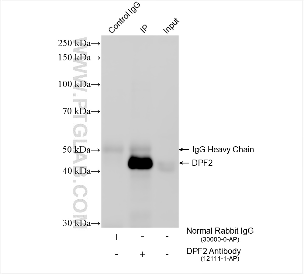 Immunoprecipitation (IP) experiment of Jurkat cells using DPF2 Polyclonal antibody (12111-1-AP)