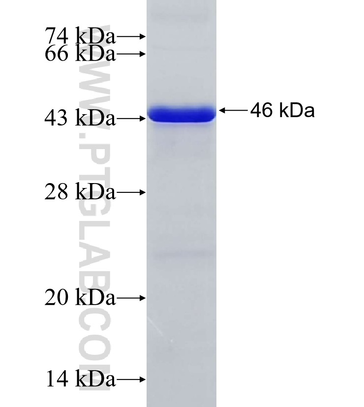 DPF3 fusion protein Ag33877 SDS-PAGE