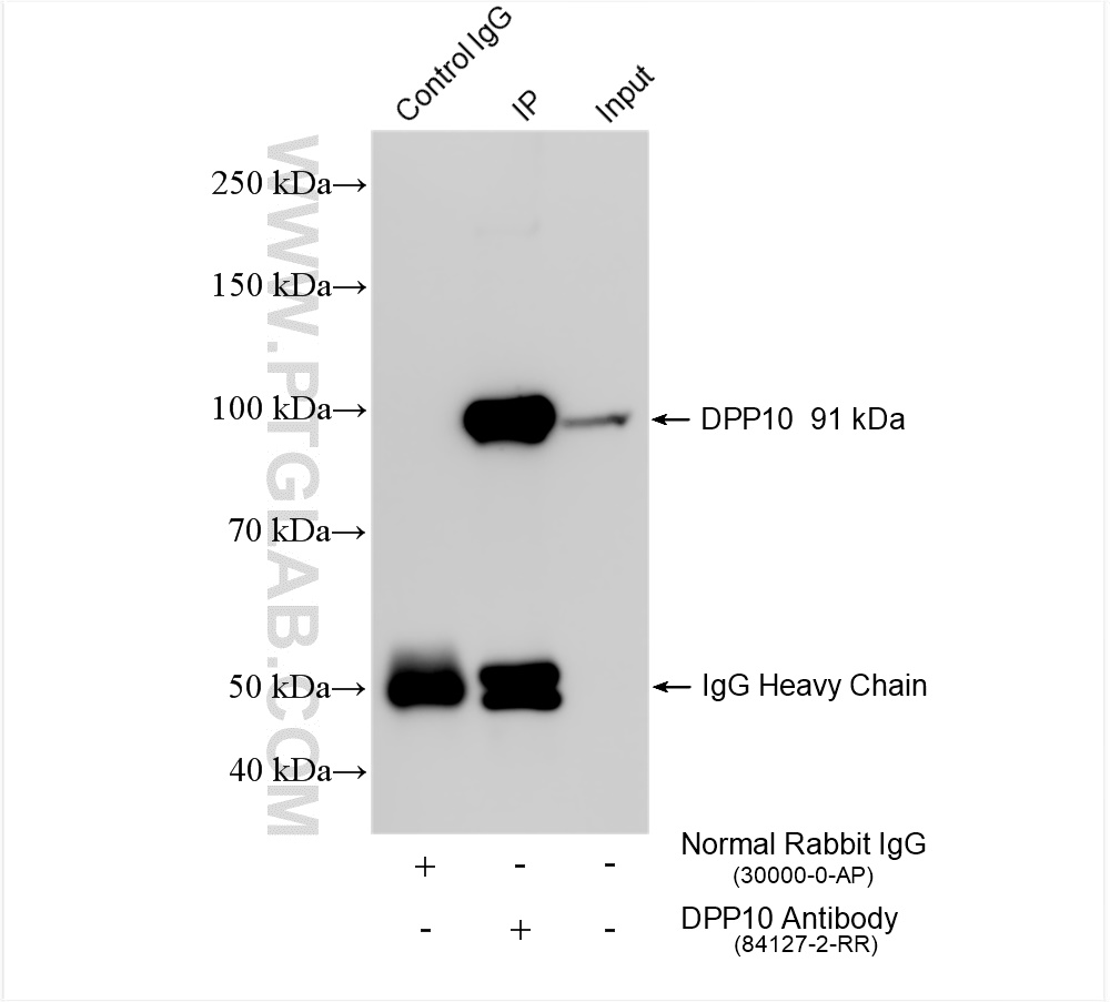 Immunoprecipitation (IP) experiment of pig brain tissue using DPP10 Recombinant antibody (84127-2-RR)