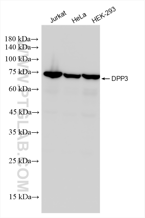 Western Blot (WB) analysis of various lysates using DPP3 Recombinant antibody (84173-3-RR)