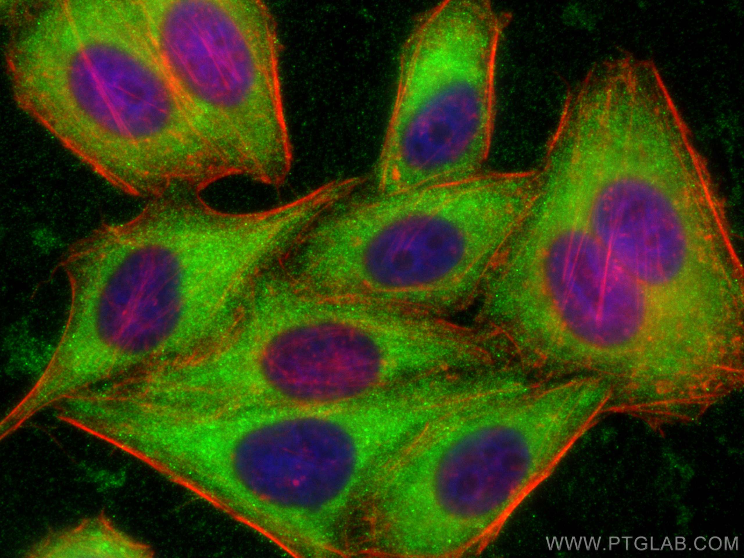 Immunofluorescence (IF) / fluorescent staining of HepG2 cells using CRMP2 Polyclonal antibody (14686-1-AP)