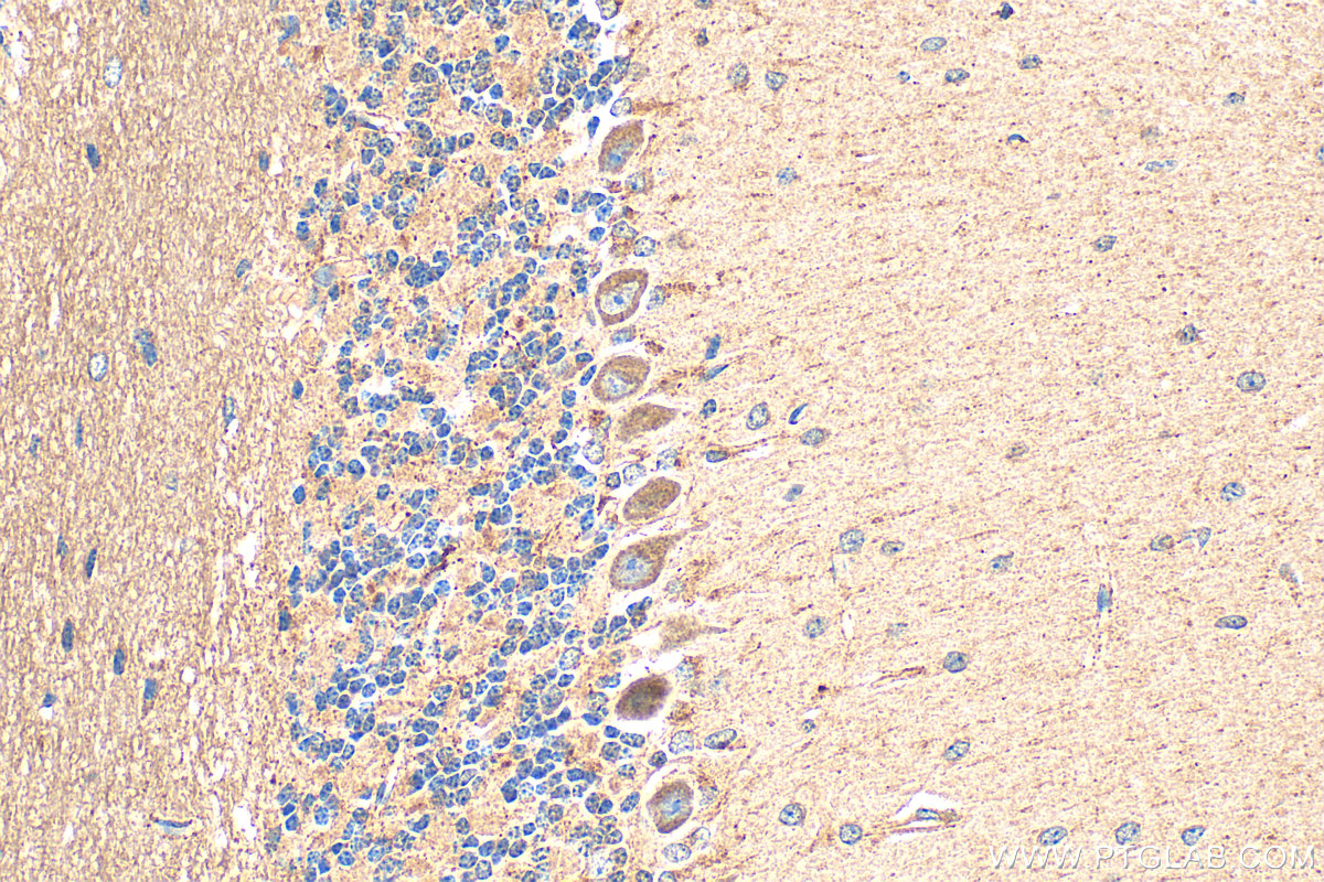 Immunohistochemistry (IHC) staining of mouse cerebellum tissue using DRD2 Polyclonal antibody (22022-1-AP)