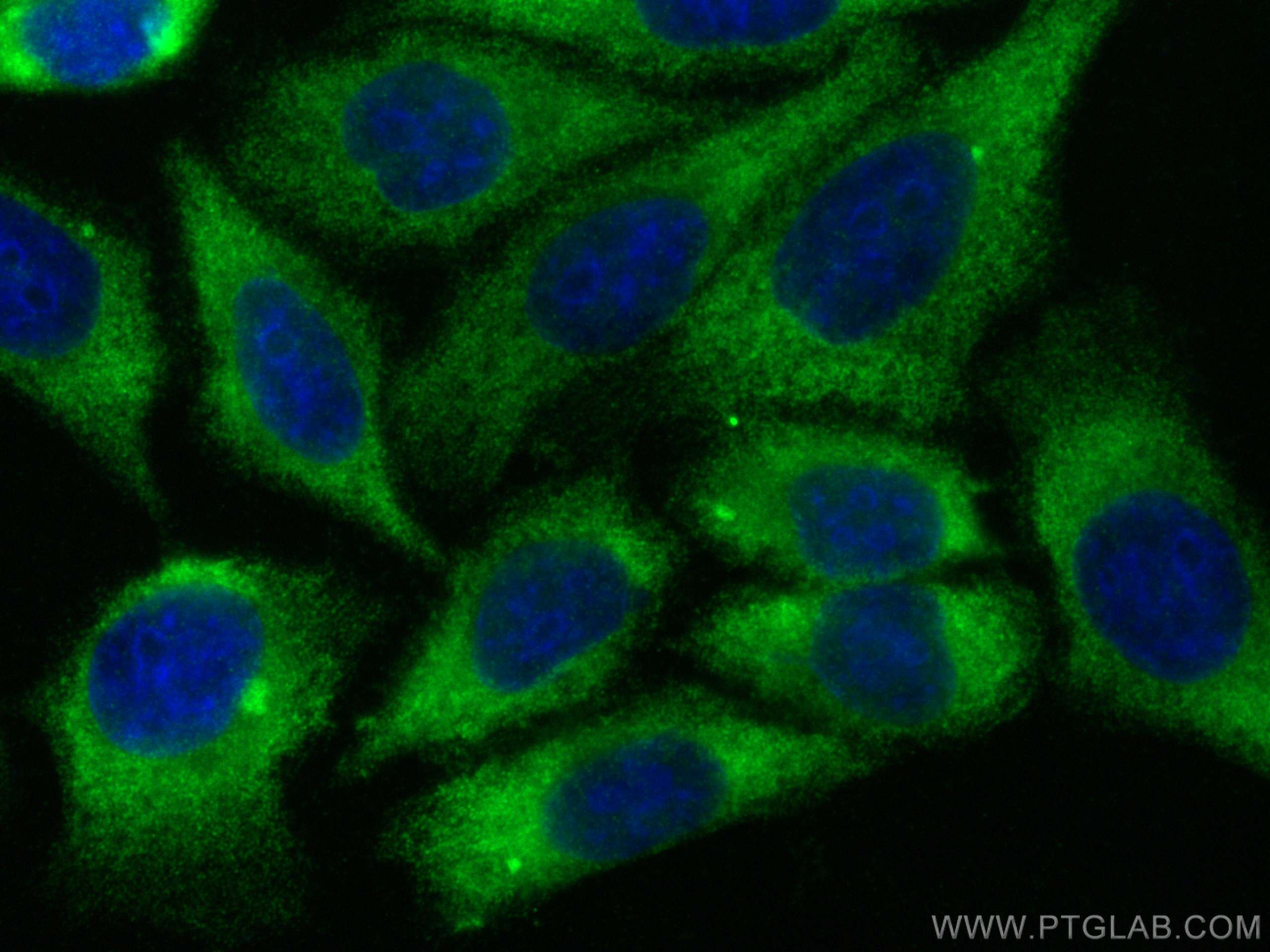 Immunofluorescence (IF) / fluorescent staining of HepG2 cells using DRG2 Polyclonal antibody (14743-1-AP)